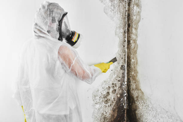 Best Best Mold Removal Companies  in Sistersville, WV