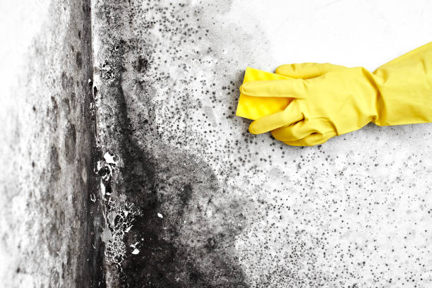 Best Best Mold Removal Companies  in Sistersville, WV
