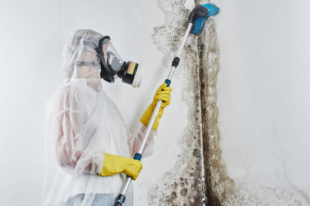 Best Toxic Mold Removal  in Sistersville, WV