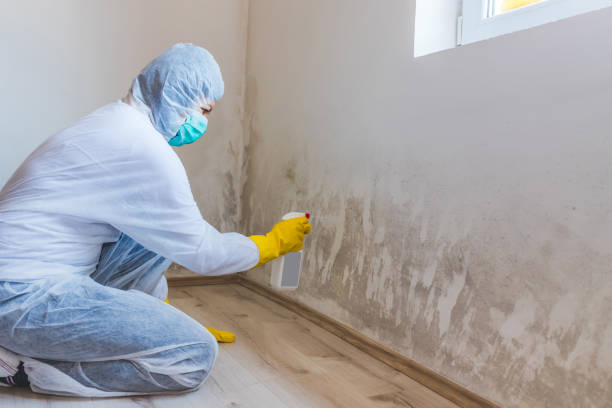 Best Fast Mold Removal  in Sistersville, WV