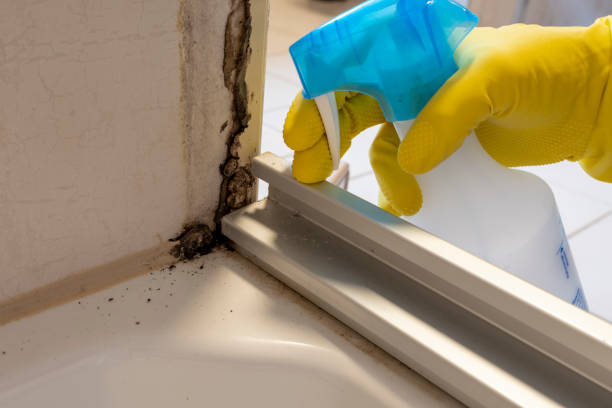 Best Mold Remediation  in Sistersville, WV