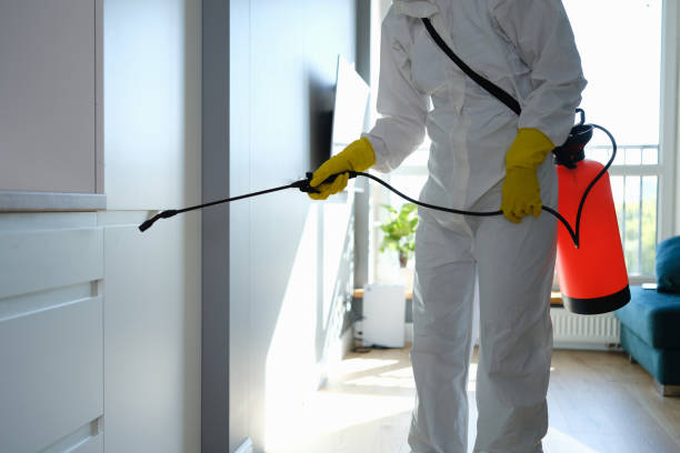 Best Same-Day Mold Removal  in Sistersville, WV