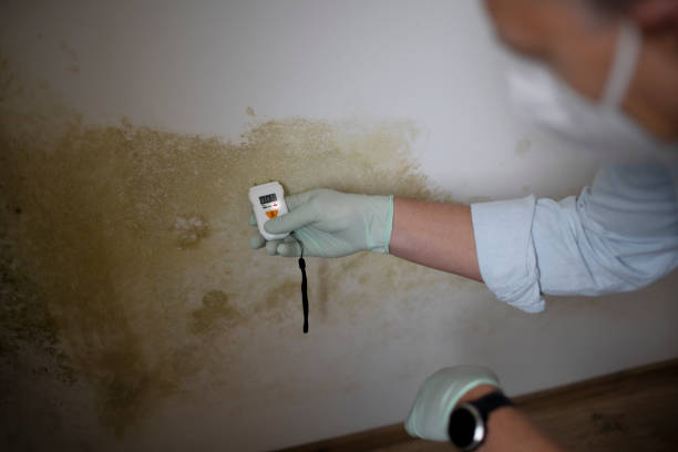 Best Mold Damage Repair  in Sistersville, WV