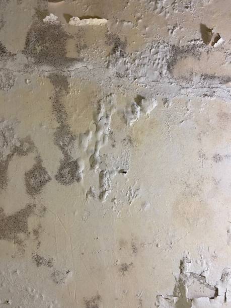 Best Local Mold Removal Service  in Sistersville, WV