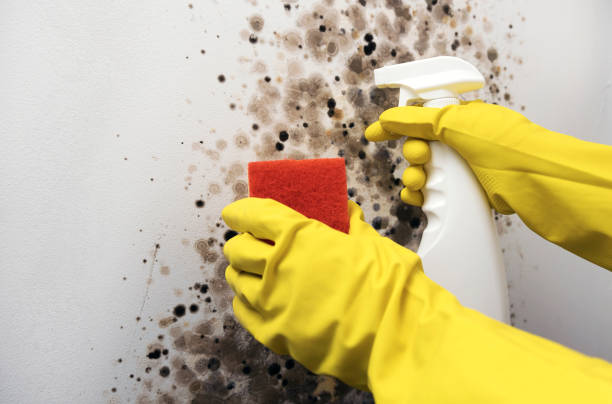 Mold Removal and Inspection in Sistersville, WV