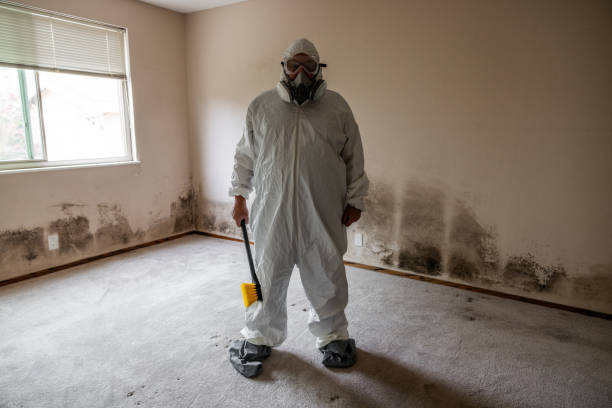 Best Attic Mold Removal  in Sistersville, WV