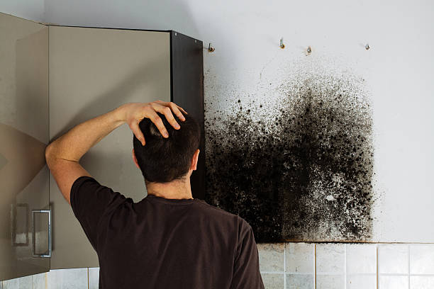 Mold Removal Process in Sistersville, WV