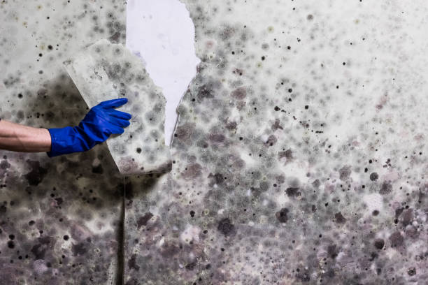 Best Mold Testing and Removal  in Sistersville, WV